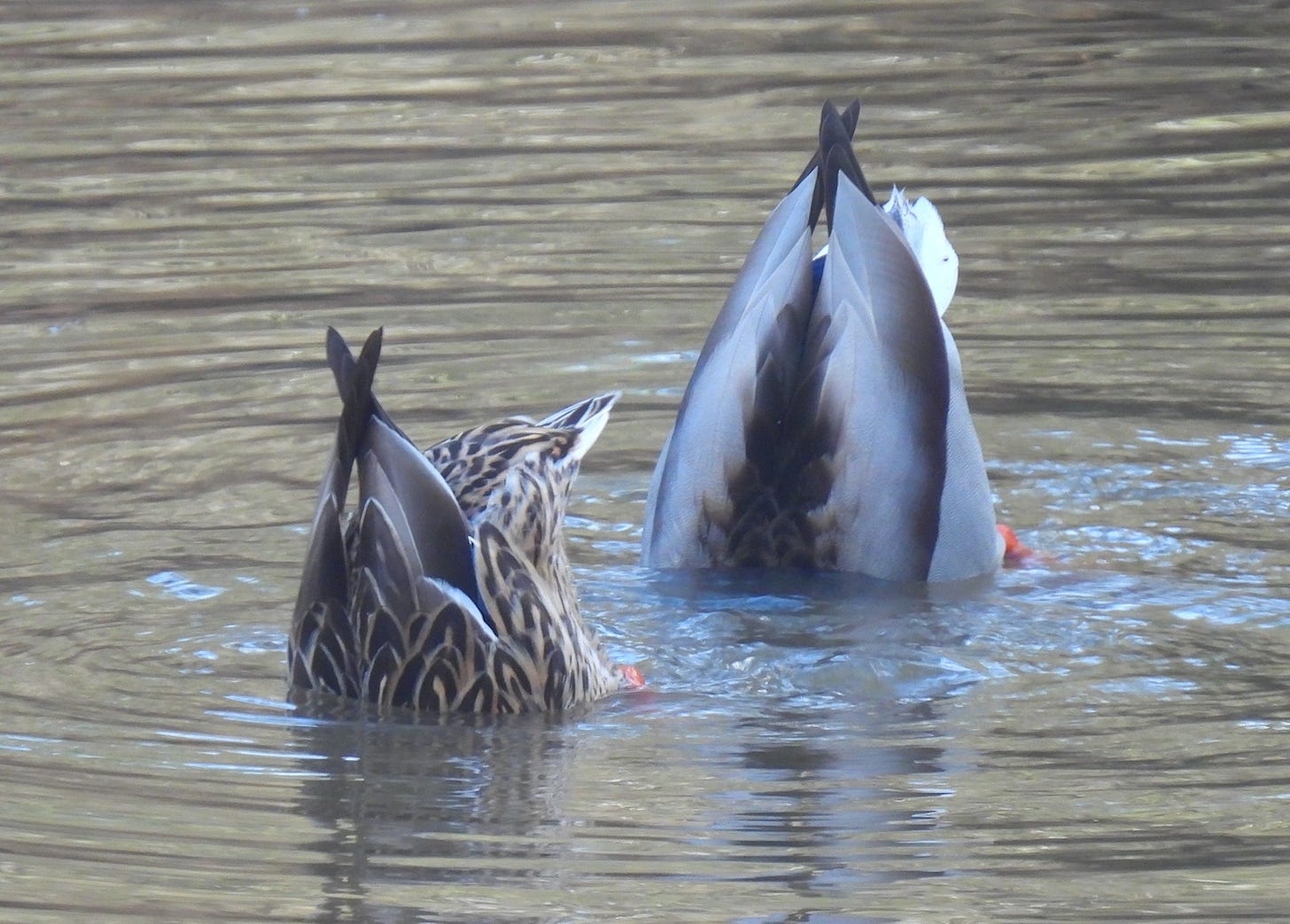 A male-and-female mallard couple, both with their tushies sticking up out of the water.
