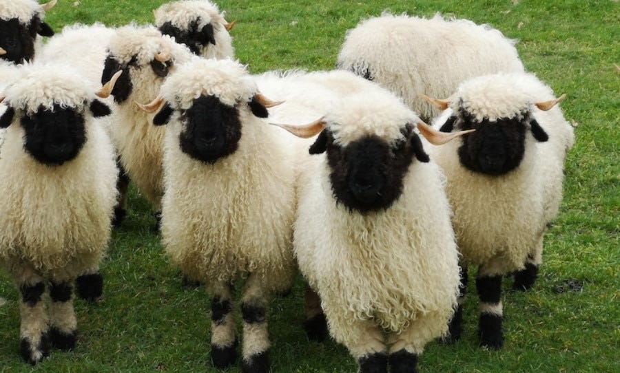 These are the 'world's cutest sheep' according to annual ...