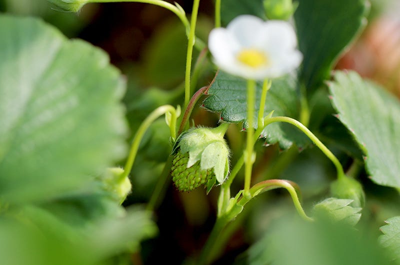 Strawberries in hoop house, Sixburnersue