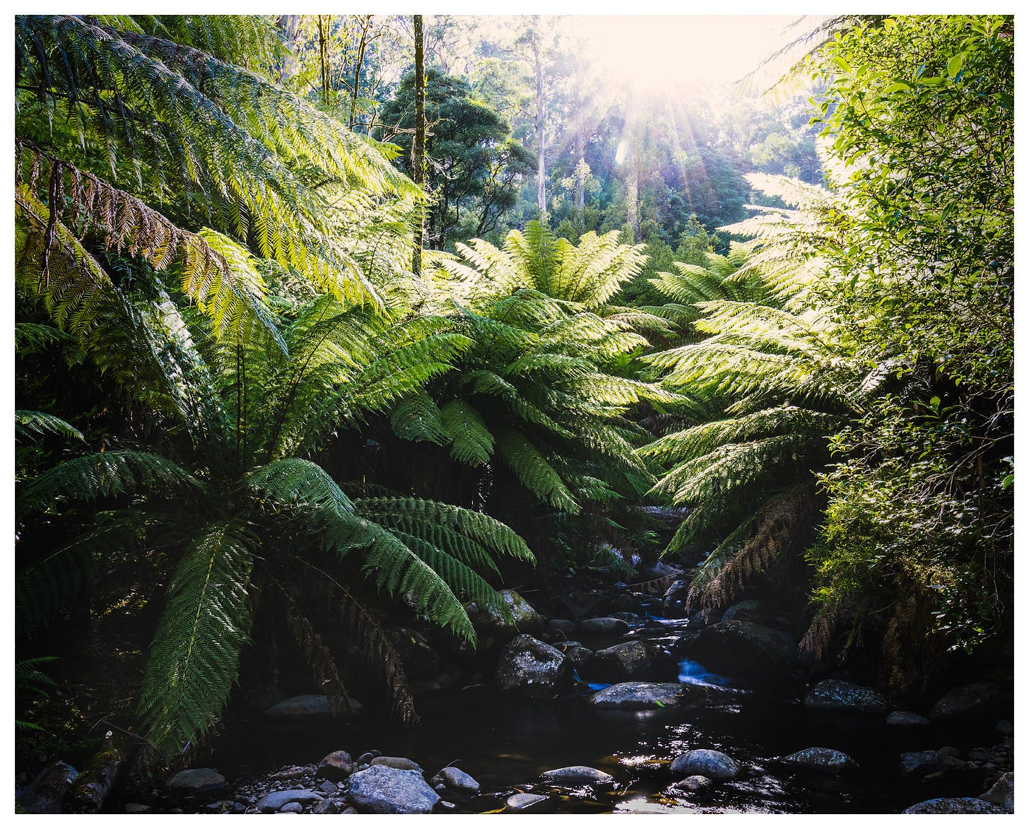 A mountain creek surrounded by tree ferns in harsh summer light