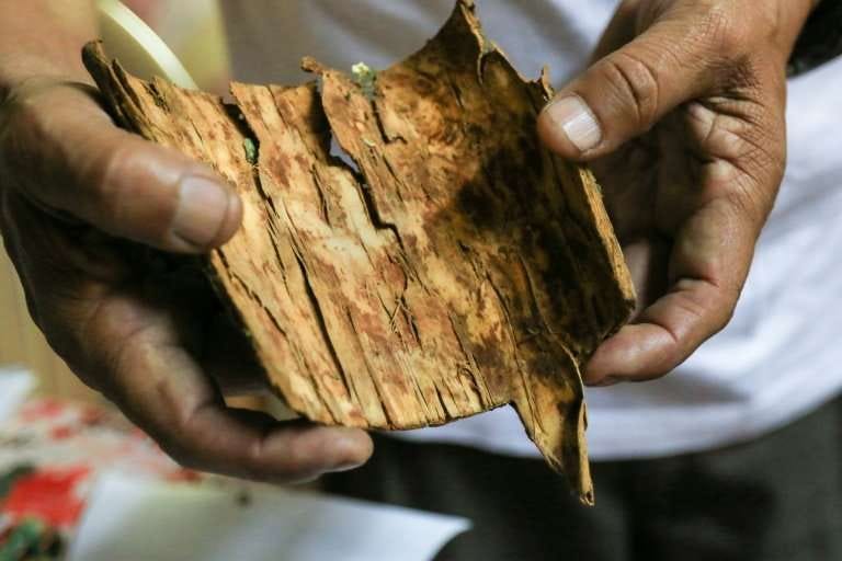 Researcher Roque Rodriguez shows a piece of cinchona bark, which is used in anti-malaria medicine