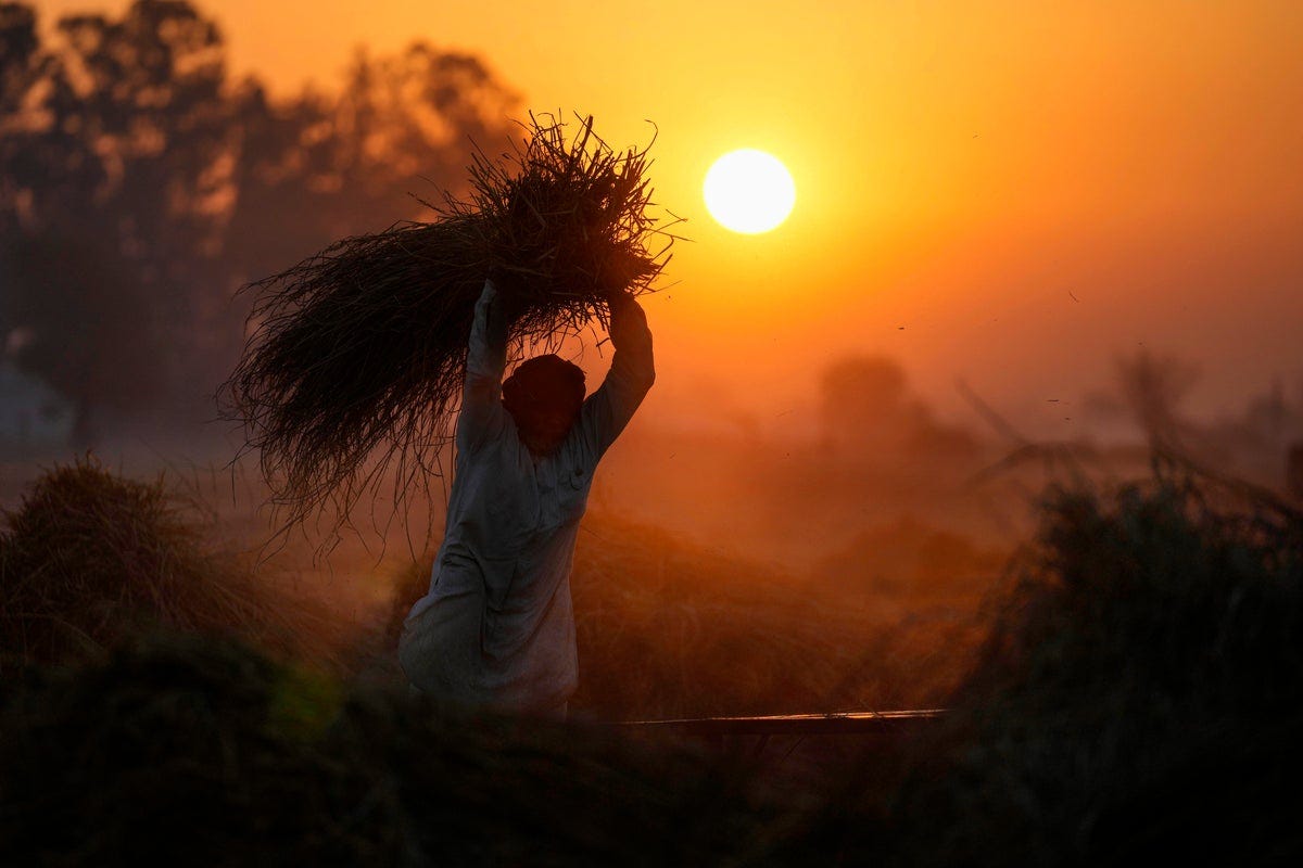 Summer arrives early and puts India's staple wheat crop at risk | The  Independent