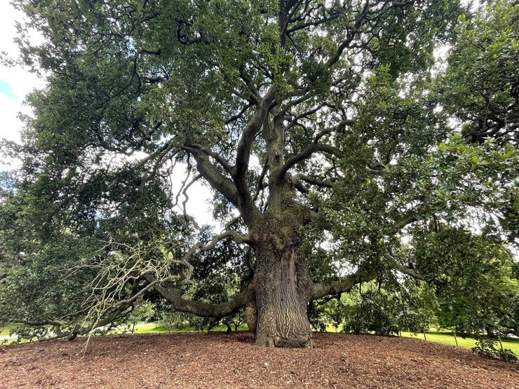 One final photo just for fun. Kew is a great place to go if you want to be overwhelmed with the beauty, variety, and resilience of life. This rare hybrid Lucombe Oak was planted at Kew in 1773.