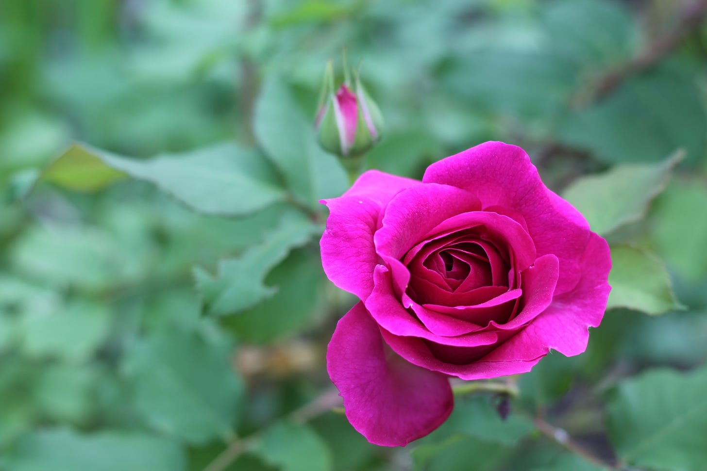 a magenta pink rose, just opening up, with blurry foliage in the background