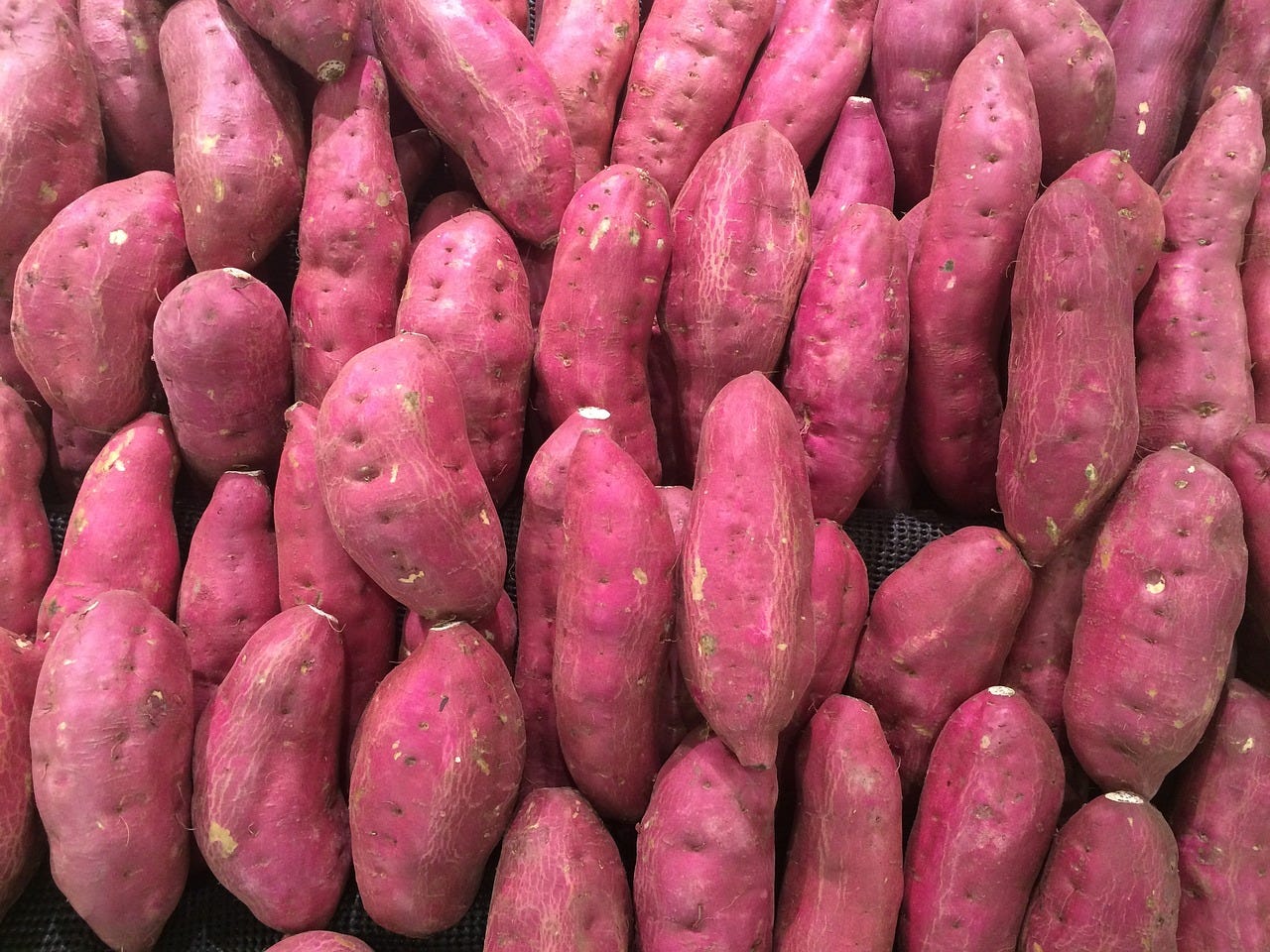 El boniato o camote es un alimento altamente nutritivo El boniato o camote es un alimento altamente nutritivo