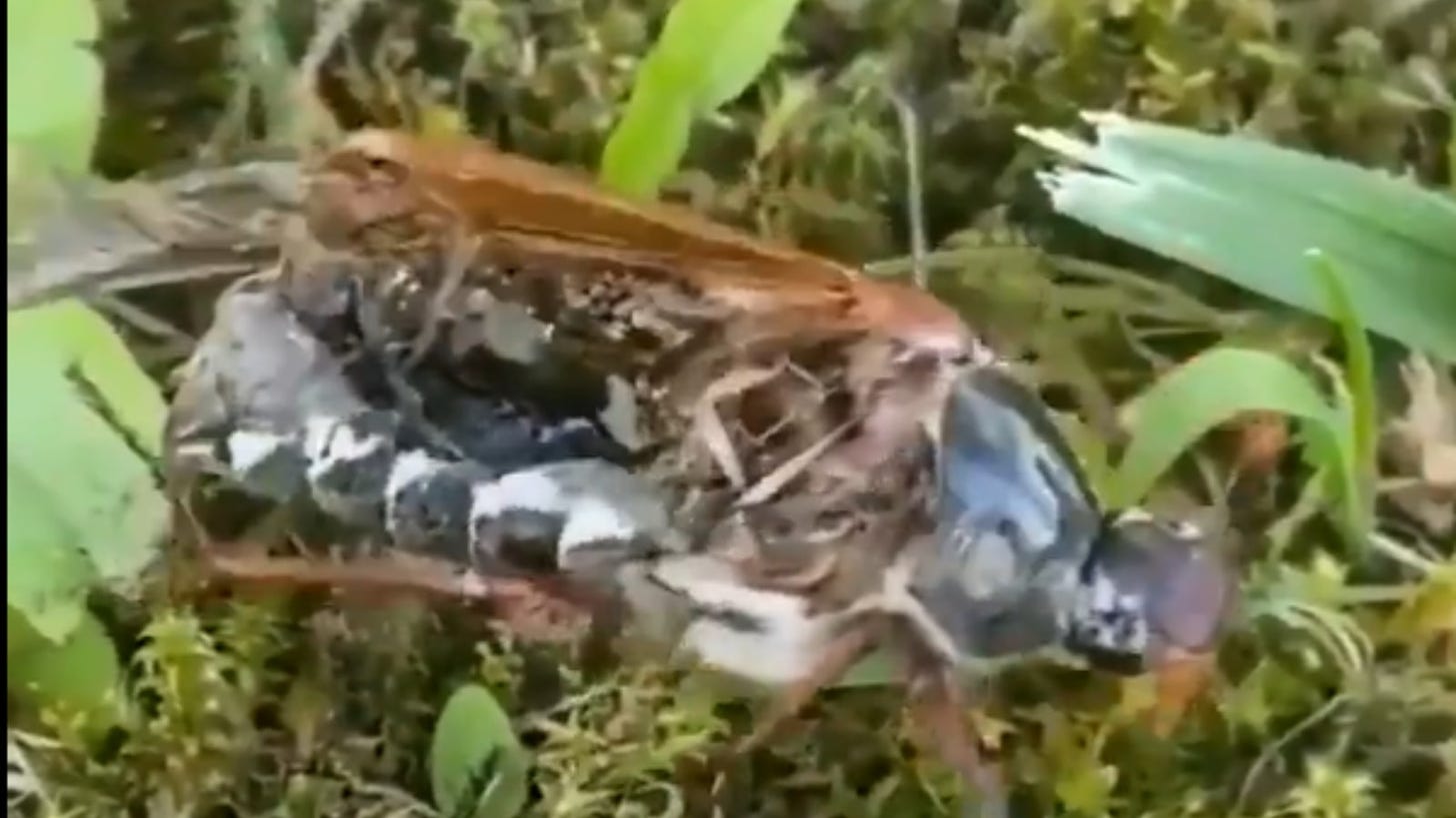 Neuro Parasite Turns Dead Insect into Walking Zombie, Chilling Video Goes  Viral - News18
