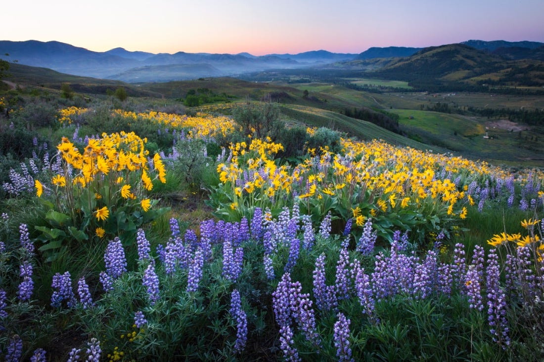 Wildflowers and rolling hills