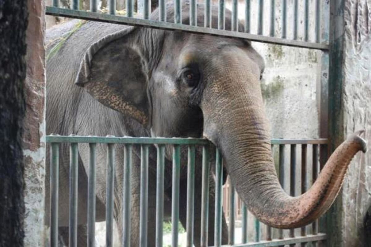 Thousands back calls for 'one of the world's saddest elephants Mali' to be  released from Manila zoo | London Evening Standard | Evening Standard