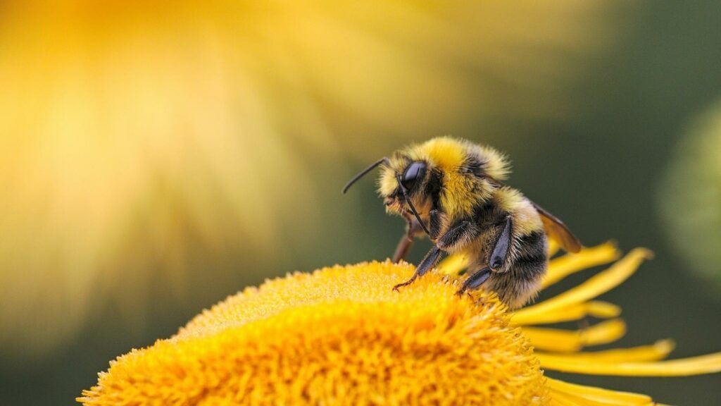 Bee Kind: 10 ways to help protect bees and give nature a boost - The  Earthshot Prize