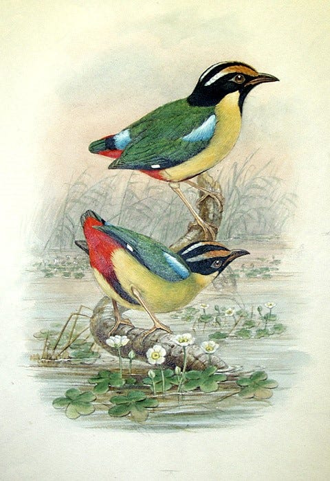 Finished watercolor of Pitta concinna by William Hart