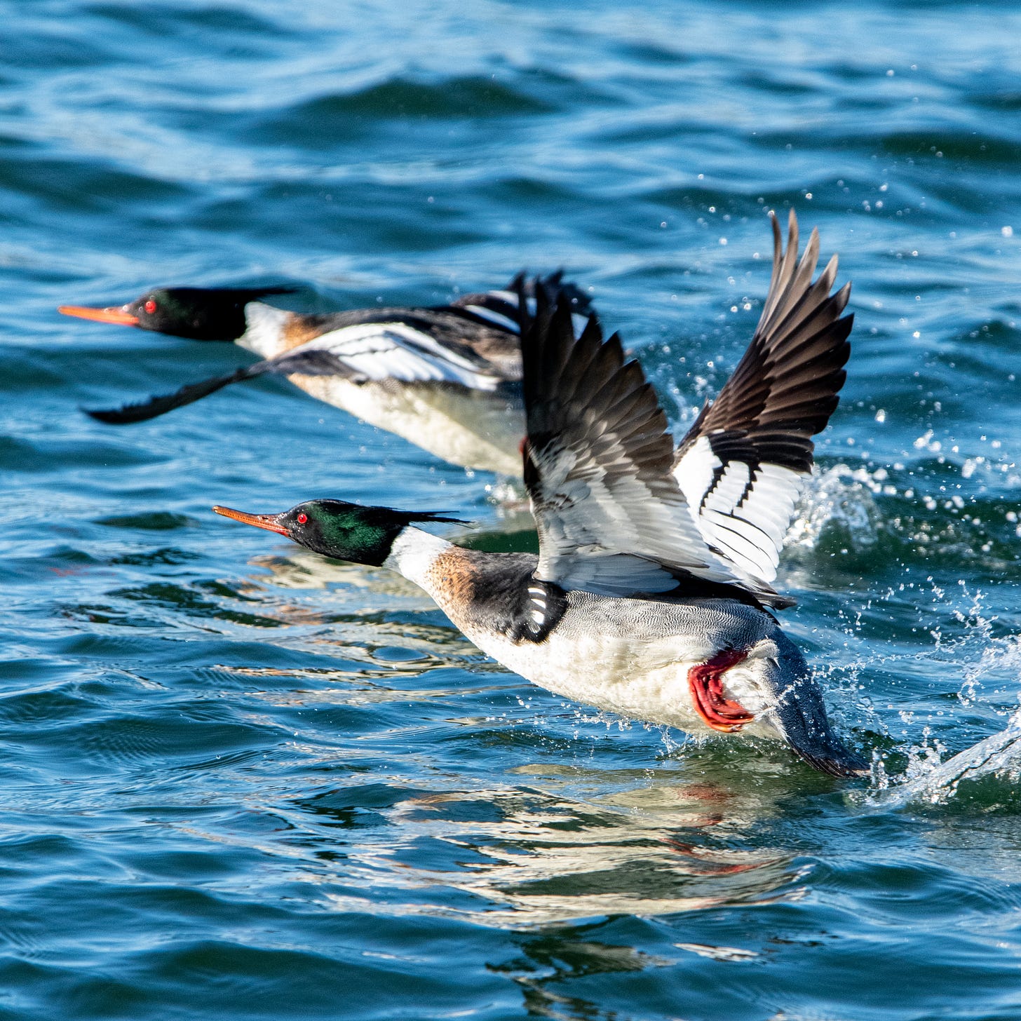Two male red-breasted mergansers, heads poking forward, wings churning, launch into flight