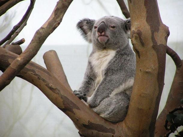 Koala entre las ramas de los árboles. (CC BY 2.0)