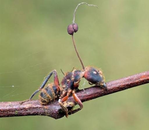 Ant infected with cordyceps : r/interestingasfuck