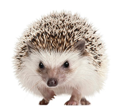 hedgehog.jpg