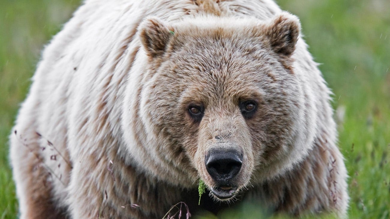 Bears (U.S. National Park Service)