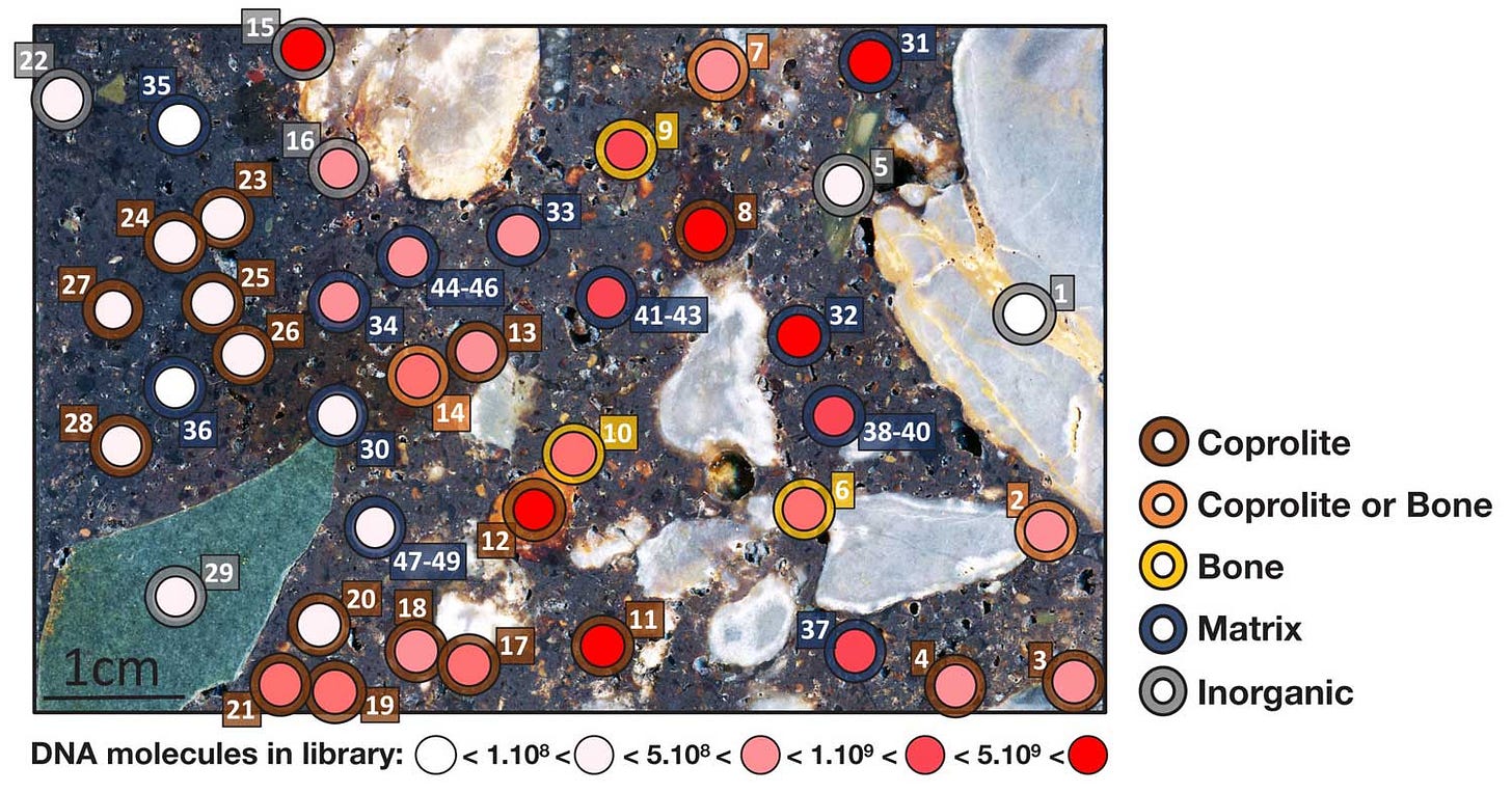 A thin section of sediment with tiny pieces of rock, bone, and coprolite visible. 50 sampling locations are shown with the abundance of DNA molecules recovered in each. A thin section of sediment with tiny pieces of rock, bone, and coprolite visible. 50 sampling locations are shown with the abundance of DNA molecules recovered in each.