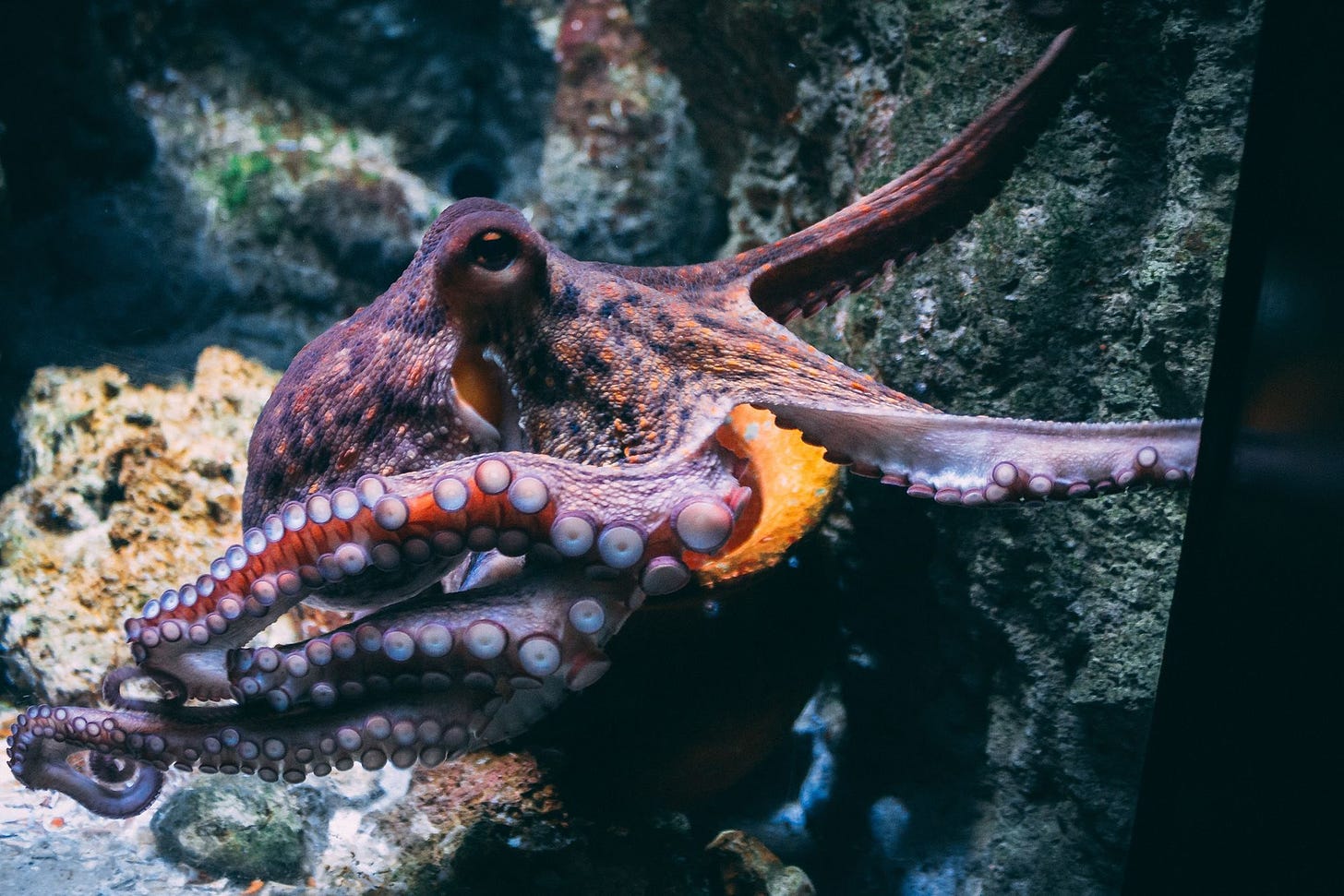 Photo of octopus by Diane Picchiottino of Unsplash