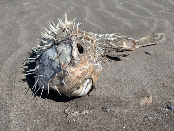 a large long-spine porcupine fish carcass, eyes eaten out, on the sand