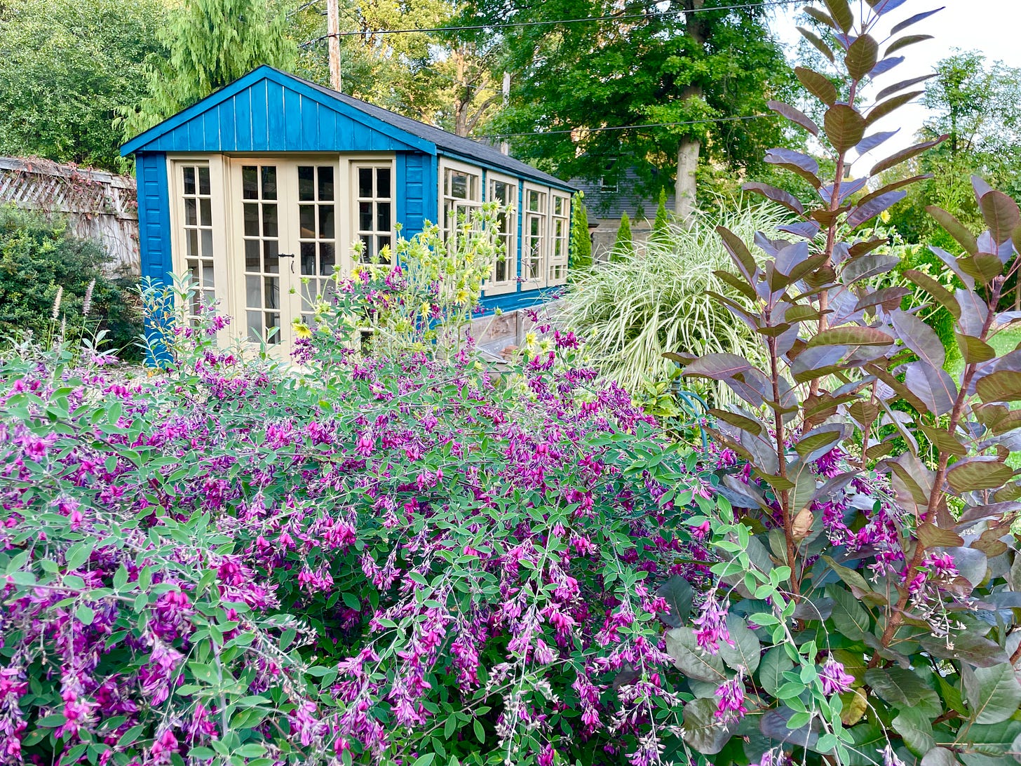 Bush Clover (Lespedeza) with Cotinus ‘Grace’ near the potting shed 