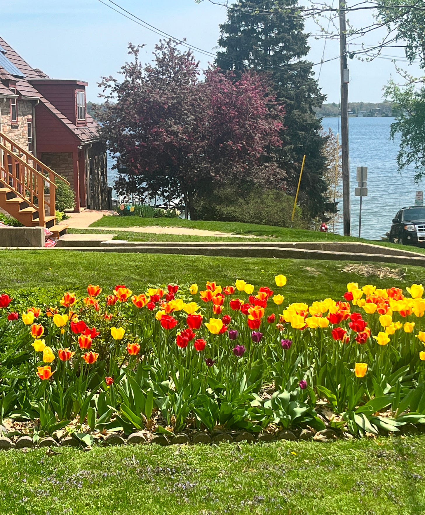 picture of a bed of tulips