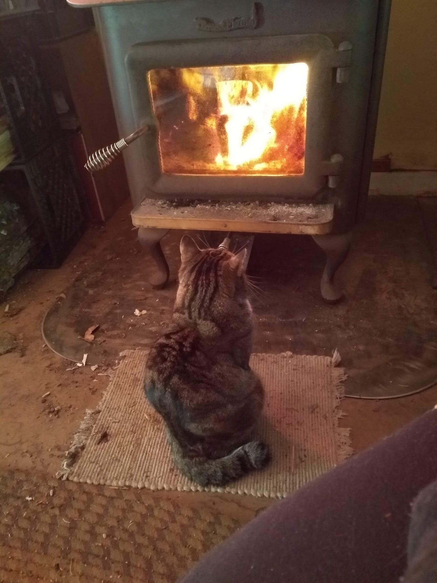 Artie sitting calmly in front of the lit woodstove