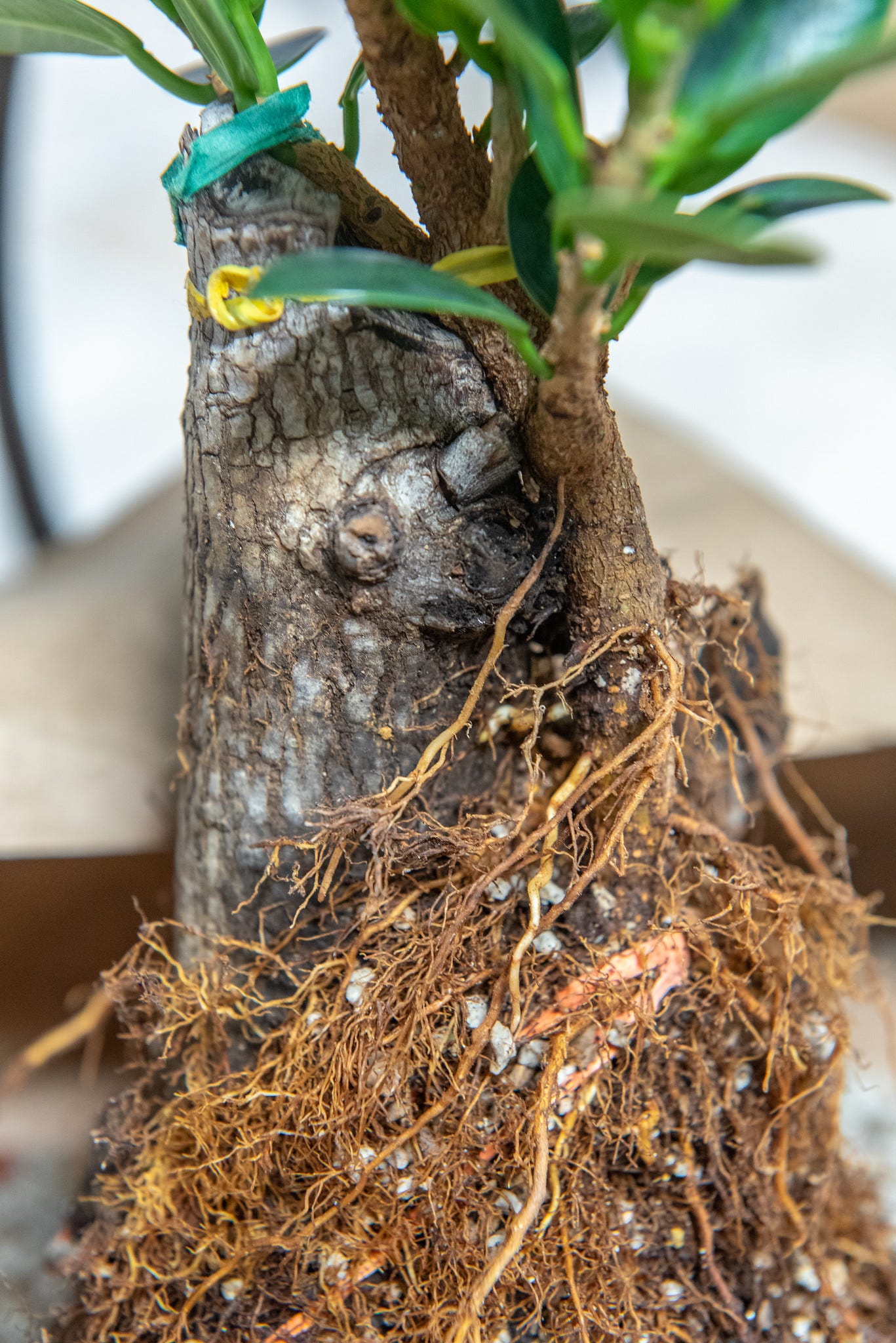 ID: Close up view of the ficus base where it has roots reaching out to the deadwood.