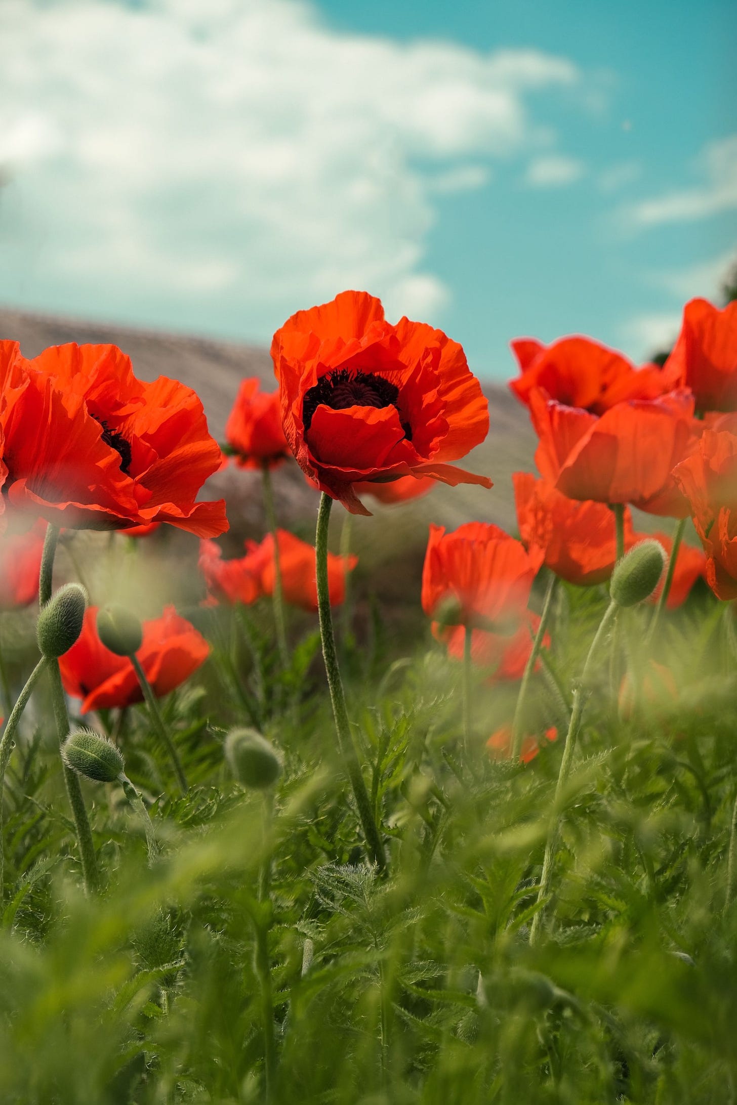 Photo of poppy flowers by Farrinni of Unsplash