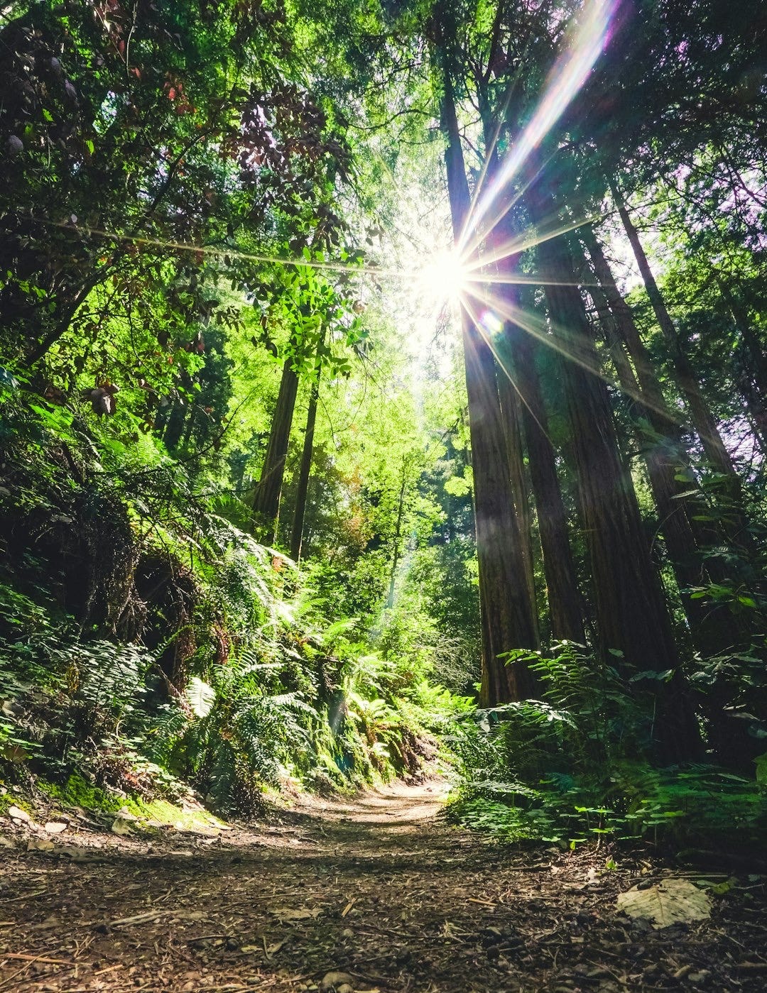 trees and sunlight