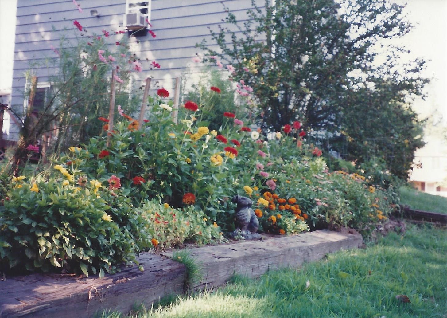 A collection of zinnias, marigolds, dahlias, and cosmos are blooming in abundance in a humble backyard garden edged with old railroad ties