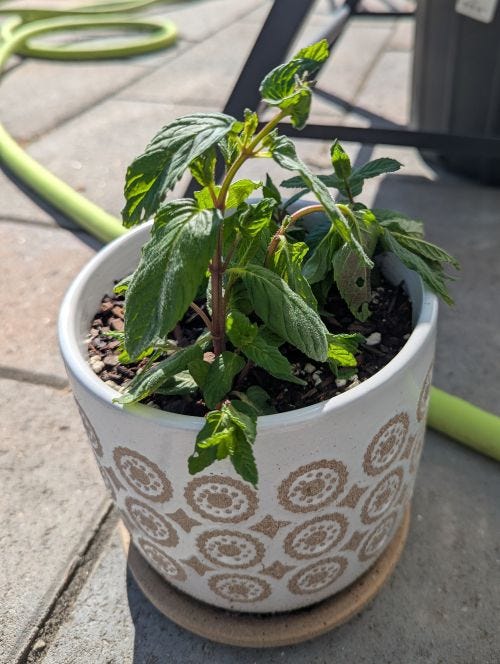 mint in a plant pot