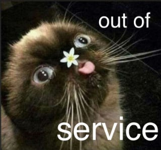a kitten tilts it's head up, wide-eyed and sticks out it's tiny tongue, trying to reach the small white flower balanced on it's nose. it looks goofy and dysfunctional, and the caption reads "out of service."