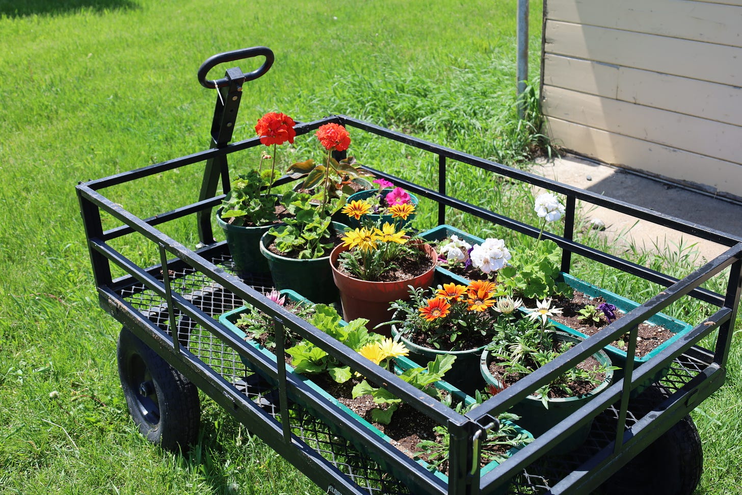 flowering plants at the farm