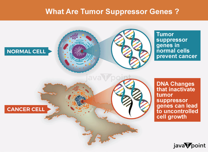 Tumor Suppressor Gene - Javatpoint