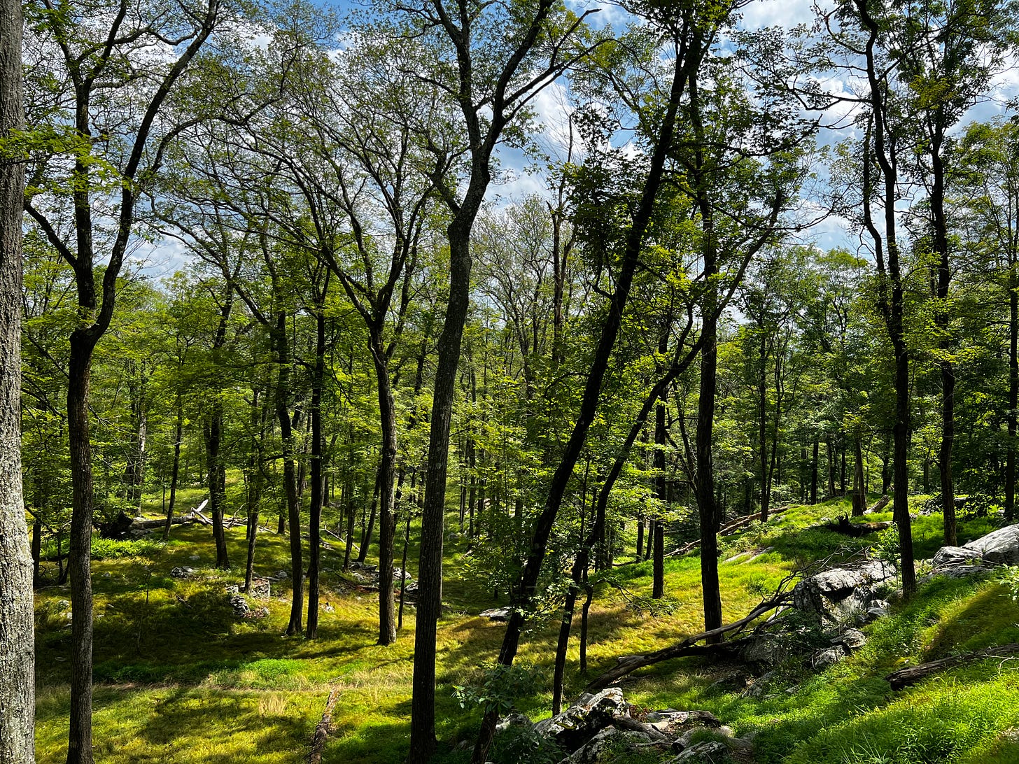 A photo of Harriman State Park, overlooking a small valley where green grass grows and many tall, thin trees are standing. The trees are not covered with many leaves, so that it is possible to see the upper branches of each.