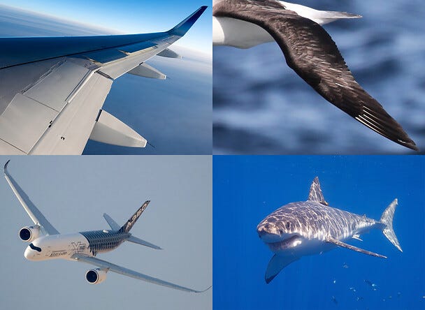 Biomimicry: engineering in nature's style | Airbus