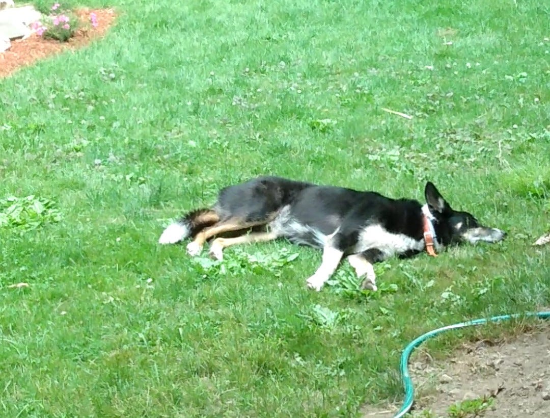 Dog sleeping in the grass