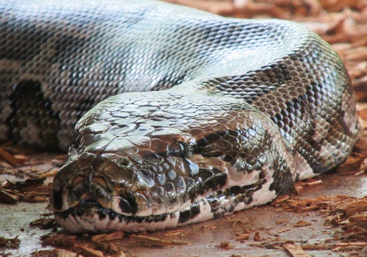 Cobras do tamanho de um prédio de cinco andares já viveram na Índia. Cobras do tamanho de um prédio de cinco andares já viveram na Índia.