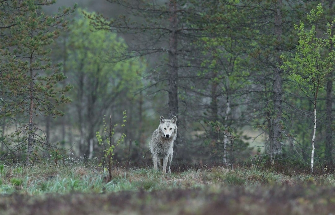 white wolf between trees