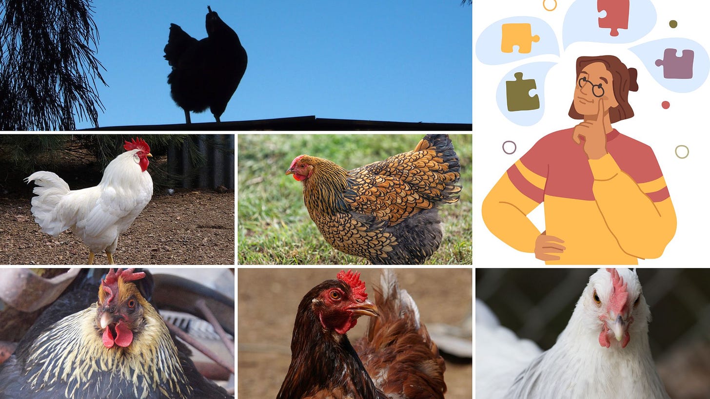 Image contains chickens in squares. In the top right, a cartoon figure looks questioningly with jigsaw pieces above their head.