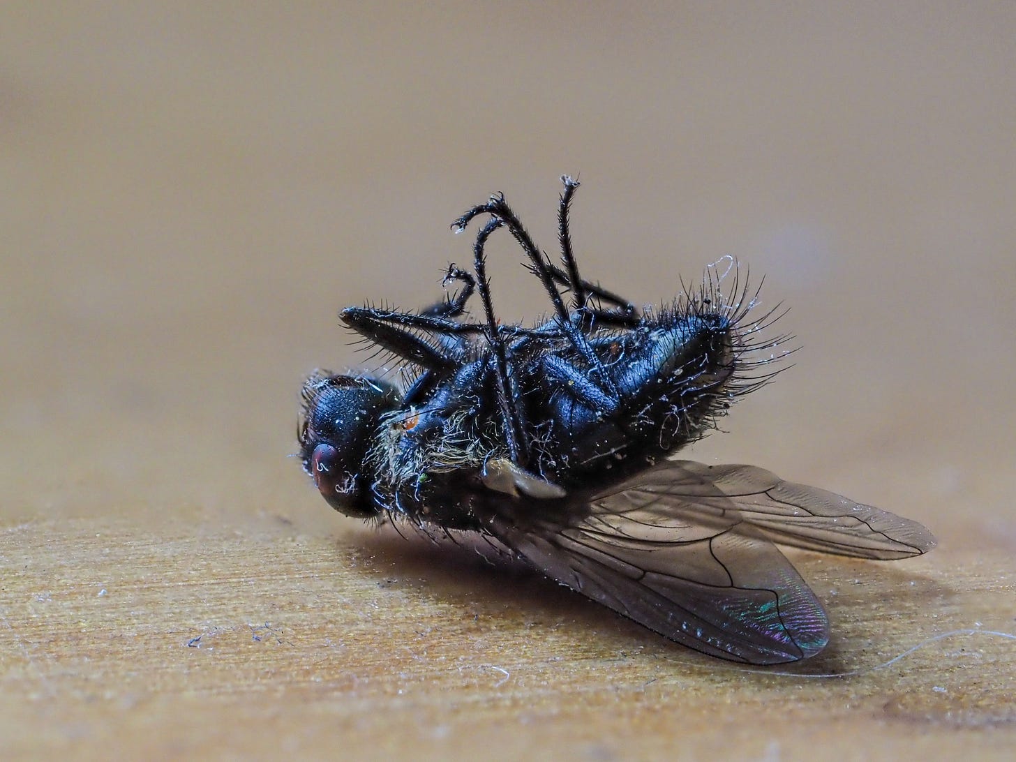 Dead fly