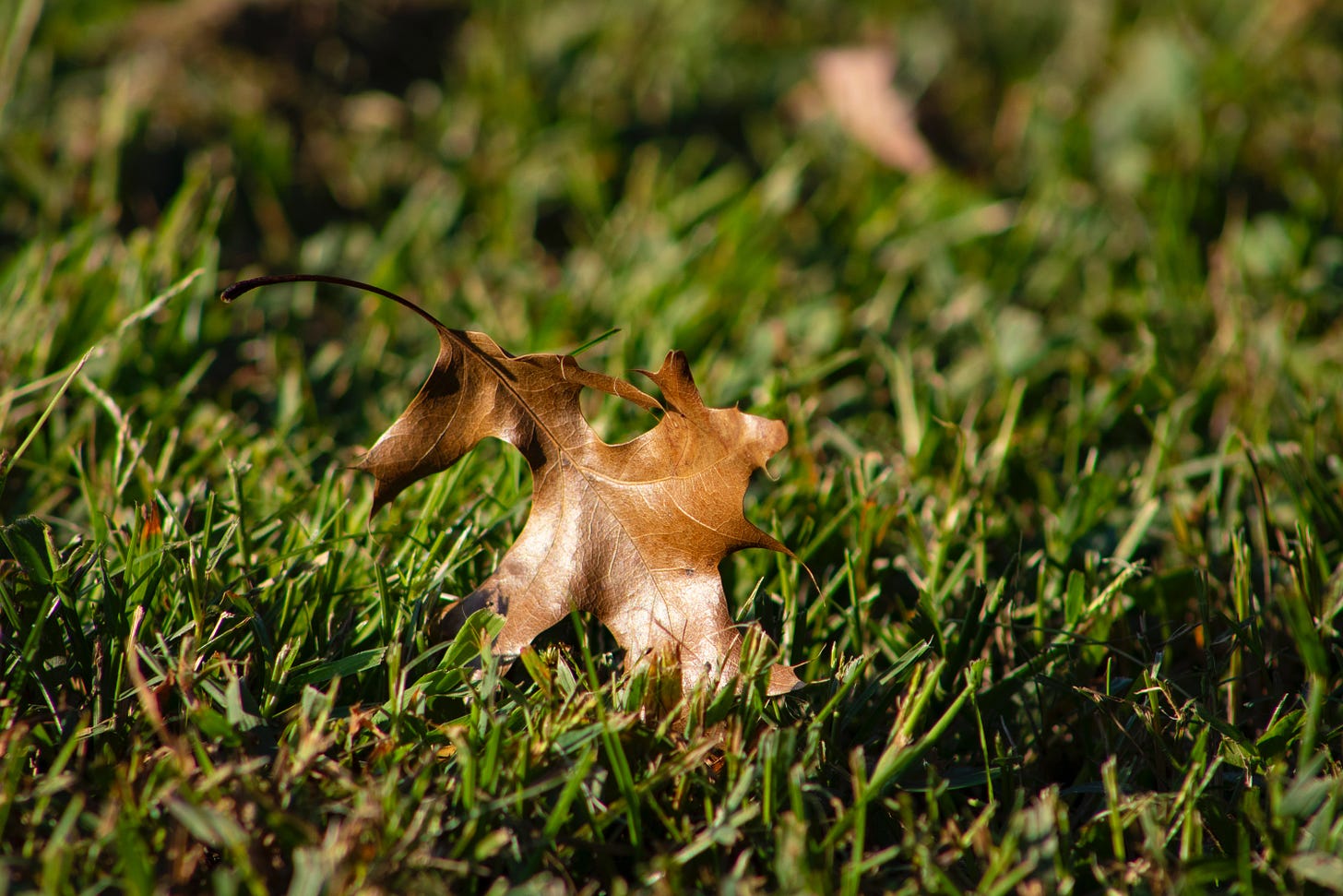 Brown oak leaf resting on a green lawn.