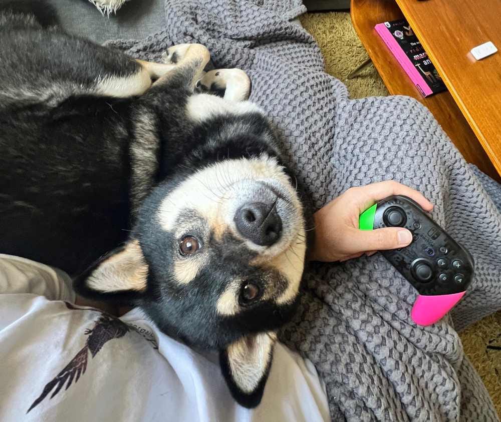 Lily the Shibe looking up at Adam playing Tears of the Kingdom, who is holding a Switch Pro Controller