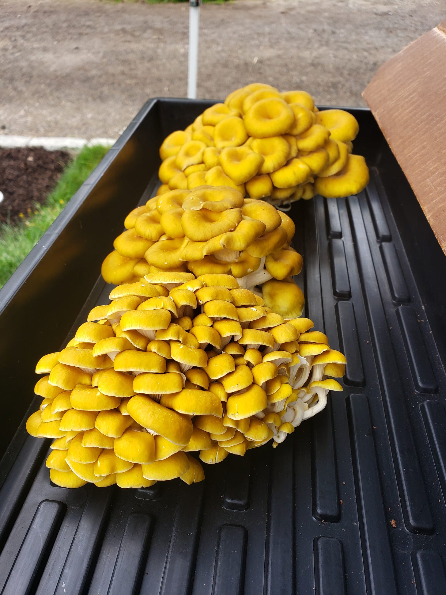 bright yellow mushrooms on a black tray