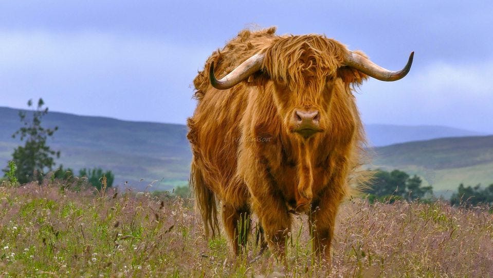 May be an image of musk ox