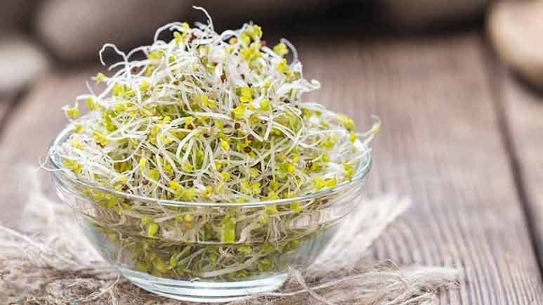 broccoli sprouts health benefits