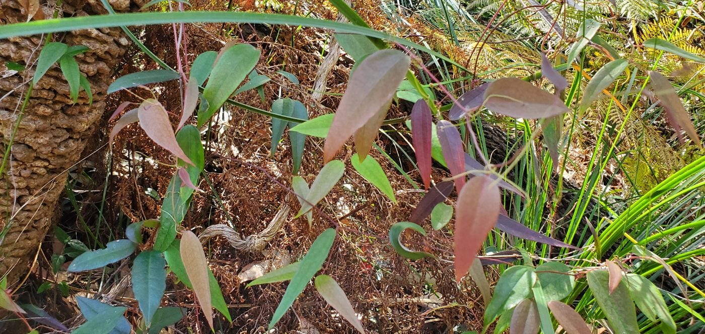 Smilax glyciphylla [new growth] 20221211_145303 sml.jpg
