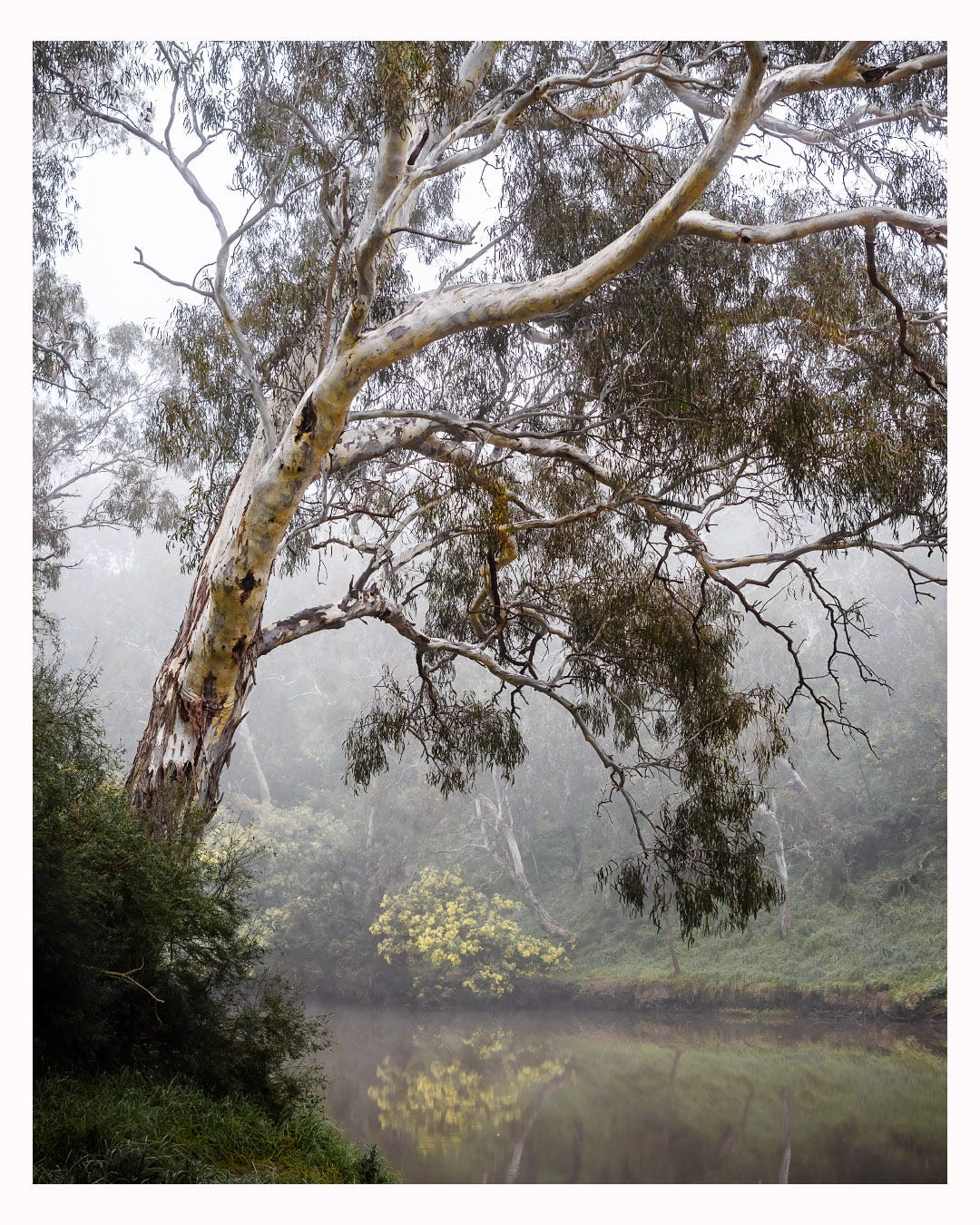 A eucalpytus tree or gum tree next to Yarra River leaning over water on foggy morning with wattle tree in bloom on far bank