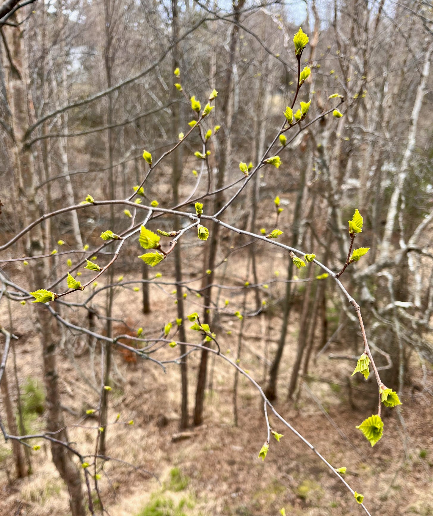 A birch branch with small green leaves beginning to unfurl 