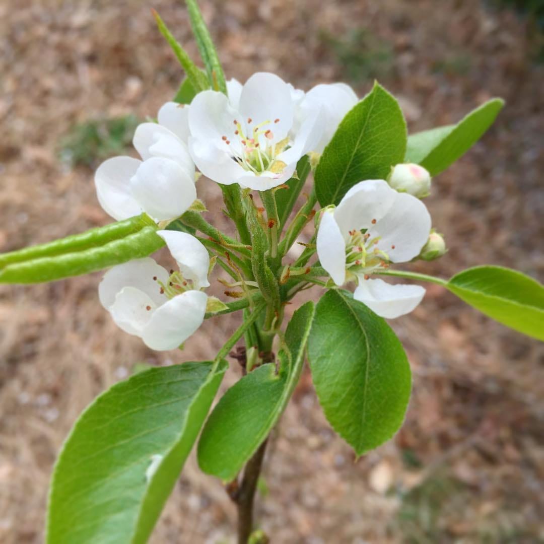 ...actual pear blossoms.