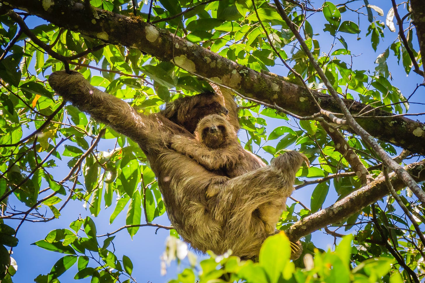 Three-fingered Sloth, Departamento de Matagalpa - Nicaragua